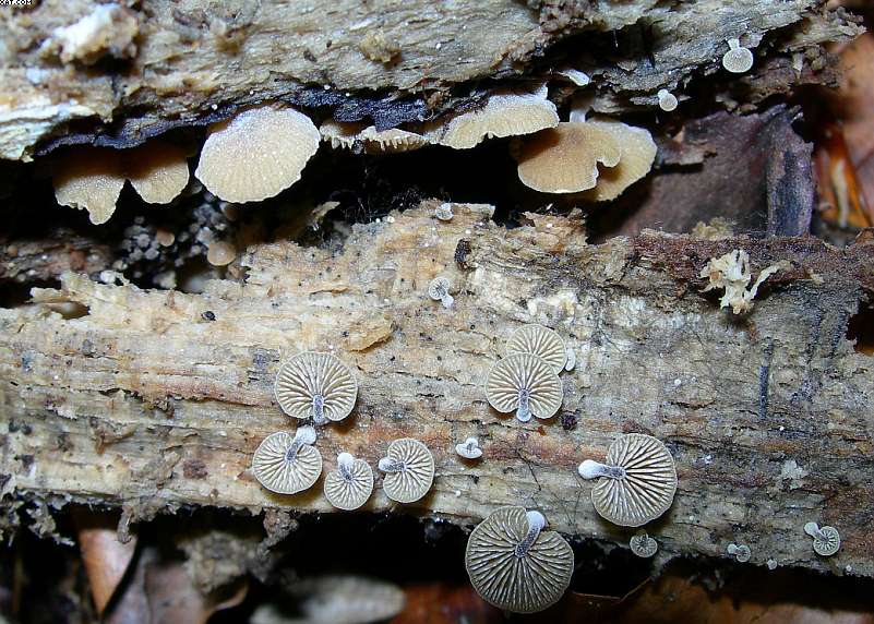 Simocybe haustellaris   ( Fr. )   Watling